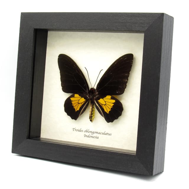 Large yellow Birdwing butterfly framed taxidermy - Troides oblongomaculatus