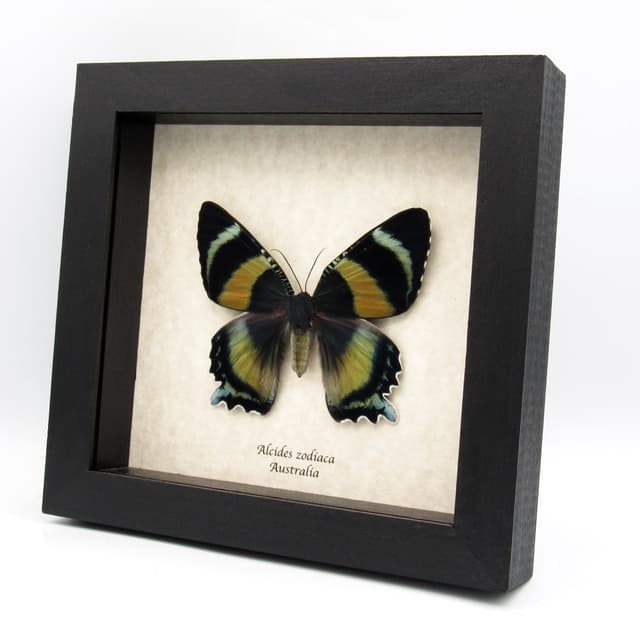 Rare framed Zodiac moth taxidermy - Alcides zodiaca - large female