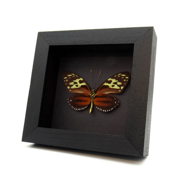 Real Red Hecale Longwing butterfly framed taxidermy - Heliconius hecale zuleika - female