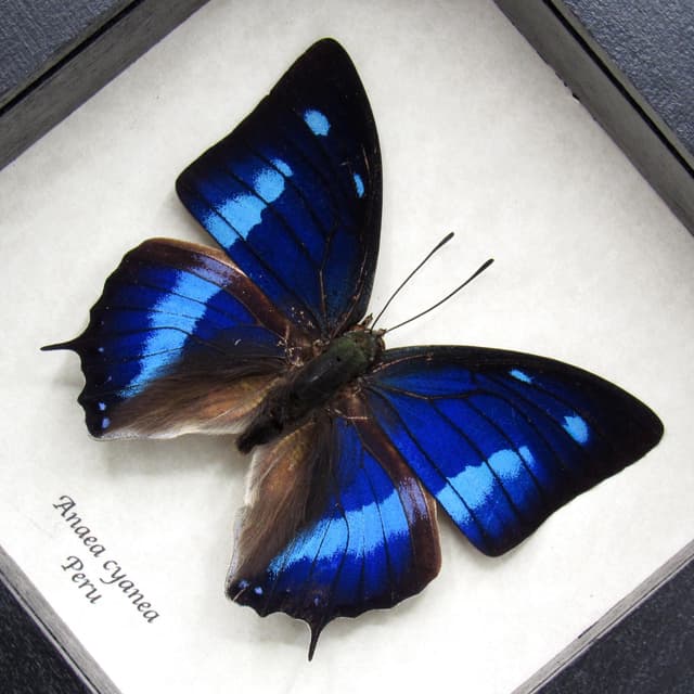 Real iridescent blue butterfly framed taxidermy - Anaea cyanea