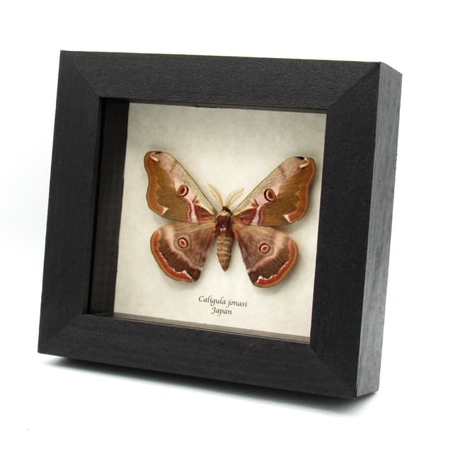 Real Saturn moth framed taxidermy - Caligula jonasi