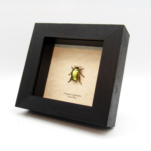 Real gold metallic jewel beetle framed taxidermy - Chrysina resplendens