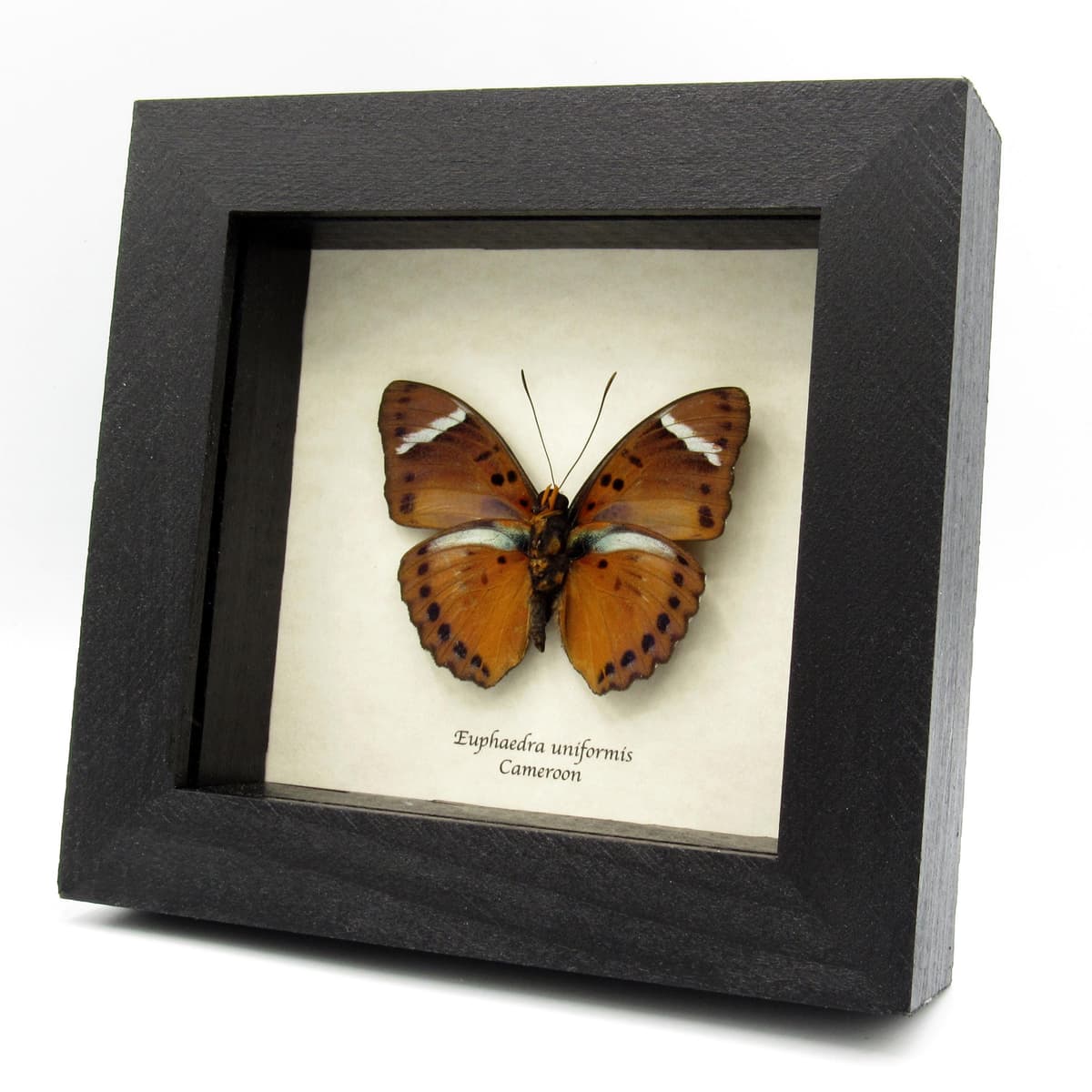Real Forester butterfly framed specimen - Euphaedra uniformis