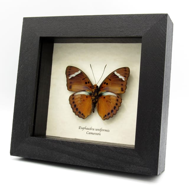 Real Forester butterfly framed specimen - Euphaedra uniformis