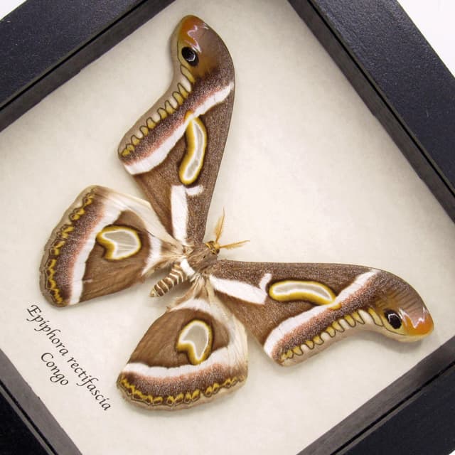 Rare Saturn moth framed taxidermy - Epiphora rectifascia