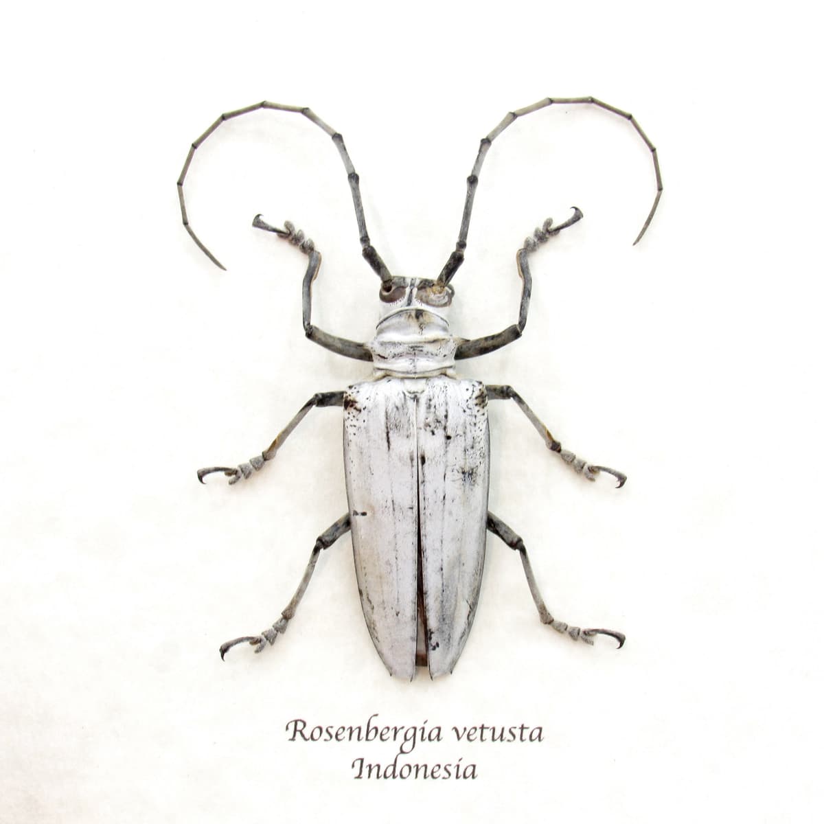 Rare giant white Longhorn beetle framed taxidermy - Rosenbergia vetusta