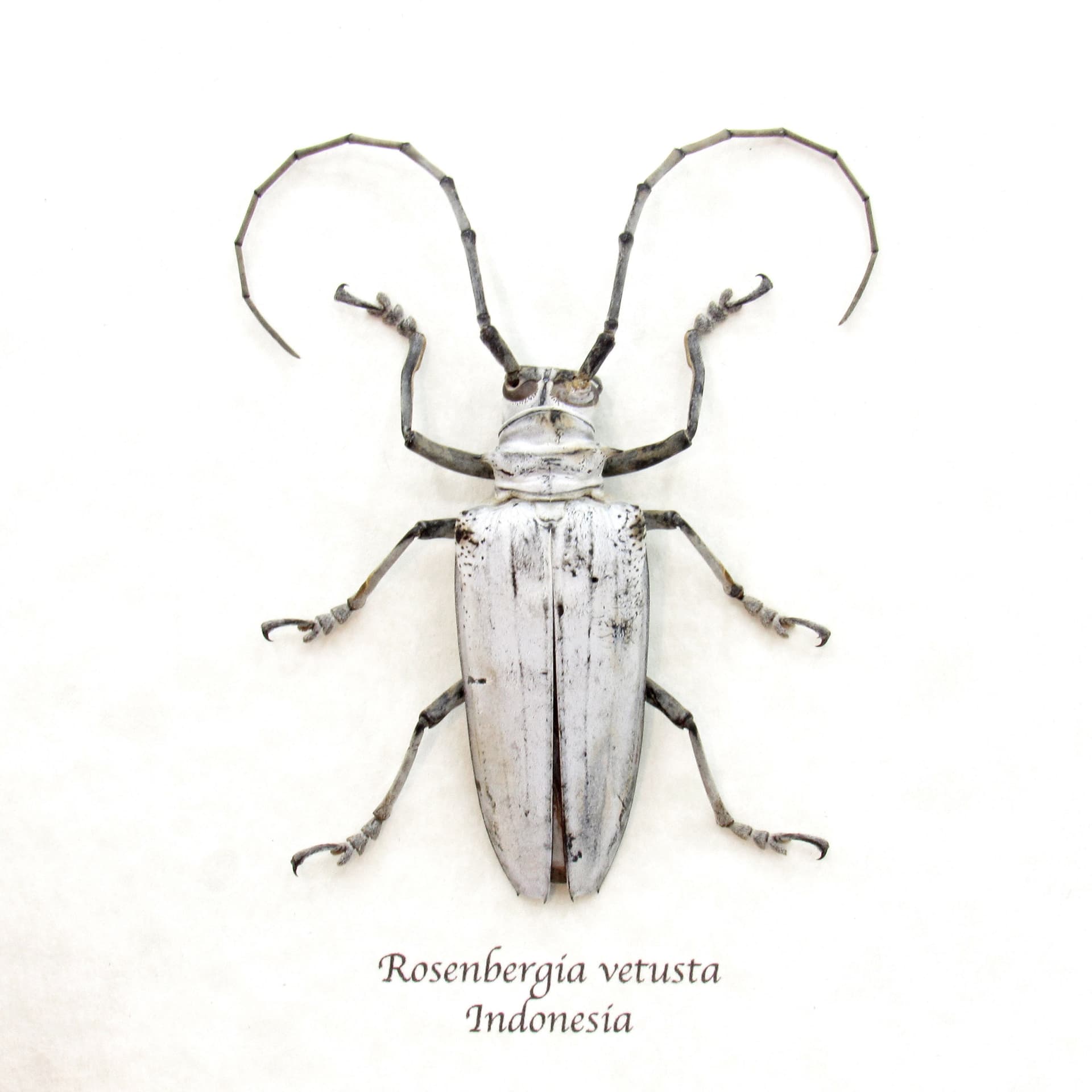Rare giant white Longhorn beetle framed taxidermy - Rosenbergia vetusta
