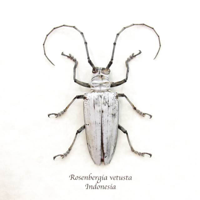 Rare giant white Longhorn beetle framed taxidermy - Rosenbergia vetusta