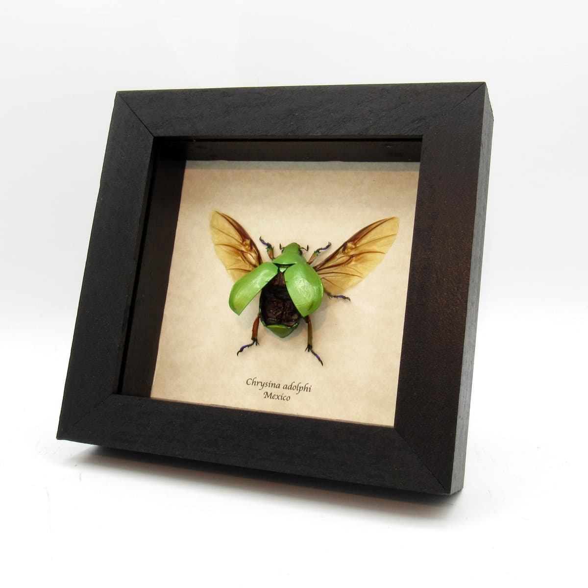 Real Rainbow legged Scarab beetle framed taxidermy - Chrysina adolphi - female