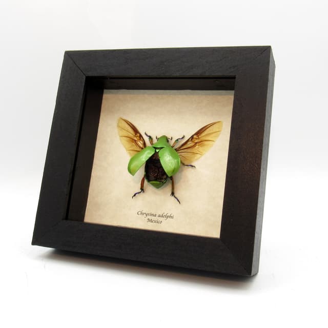 Real Rainbow legged Scarab beetle framed taxidermy - Chrysina adolphi - female
