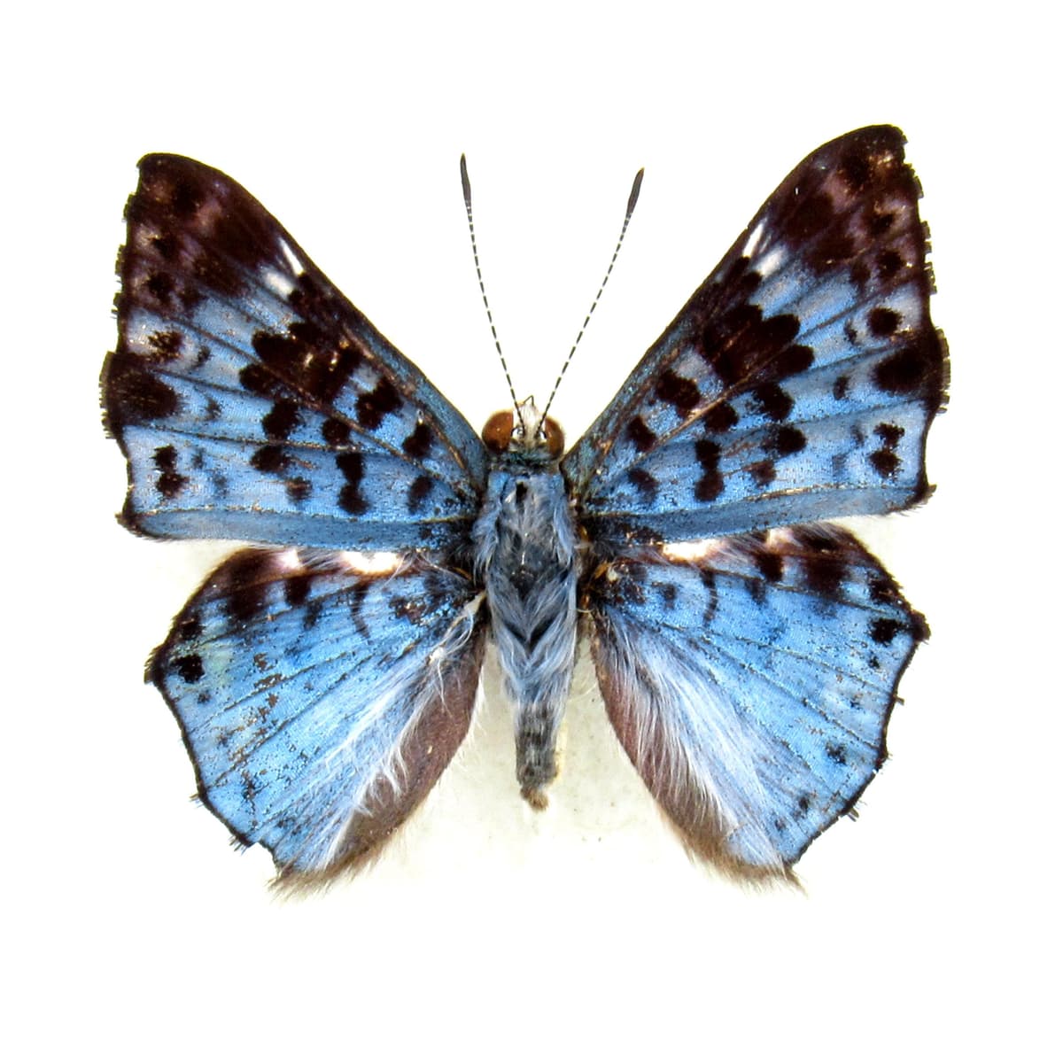 Real blue Metalmark butterfly framed taxidermy - Lasaia meris