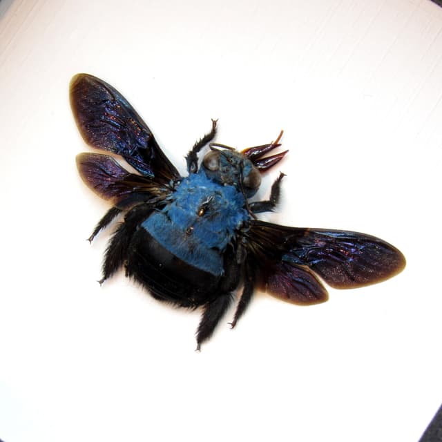 Real blue carpenter bee framed taxidermy - Xylocopa cerulea