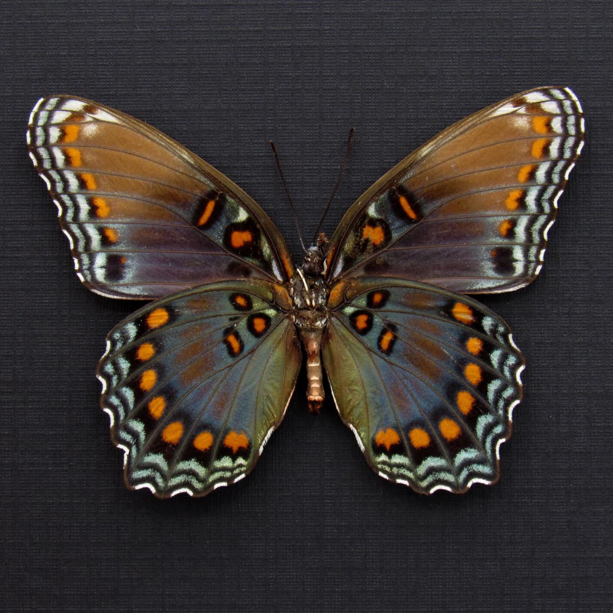 Real "Red-spotted Purple" butterfly framed taxidermy - Limenitis arthemis astyanax
