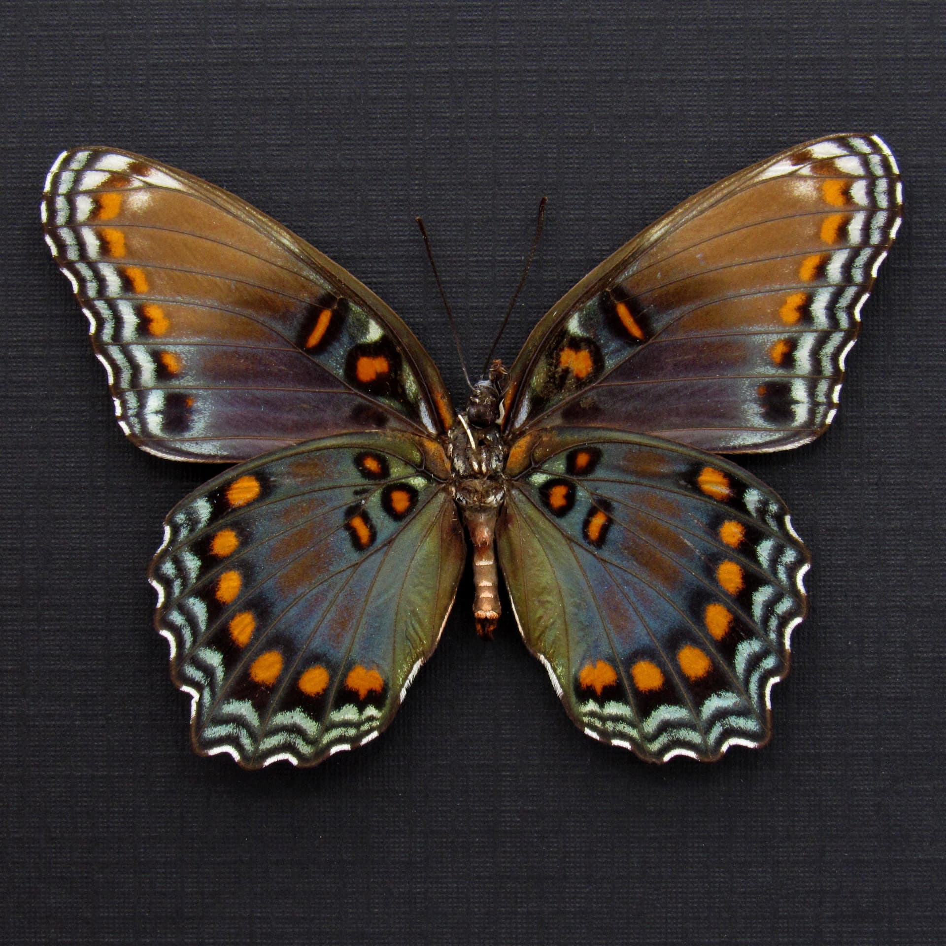 Real "Red-spotted Purple" butterfly framed taxidermy - Limenitis arthemis astyanax