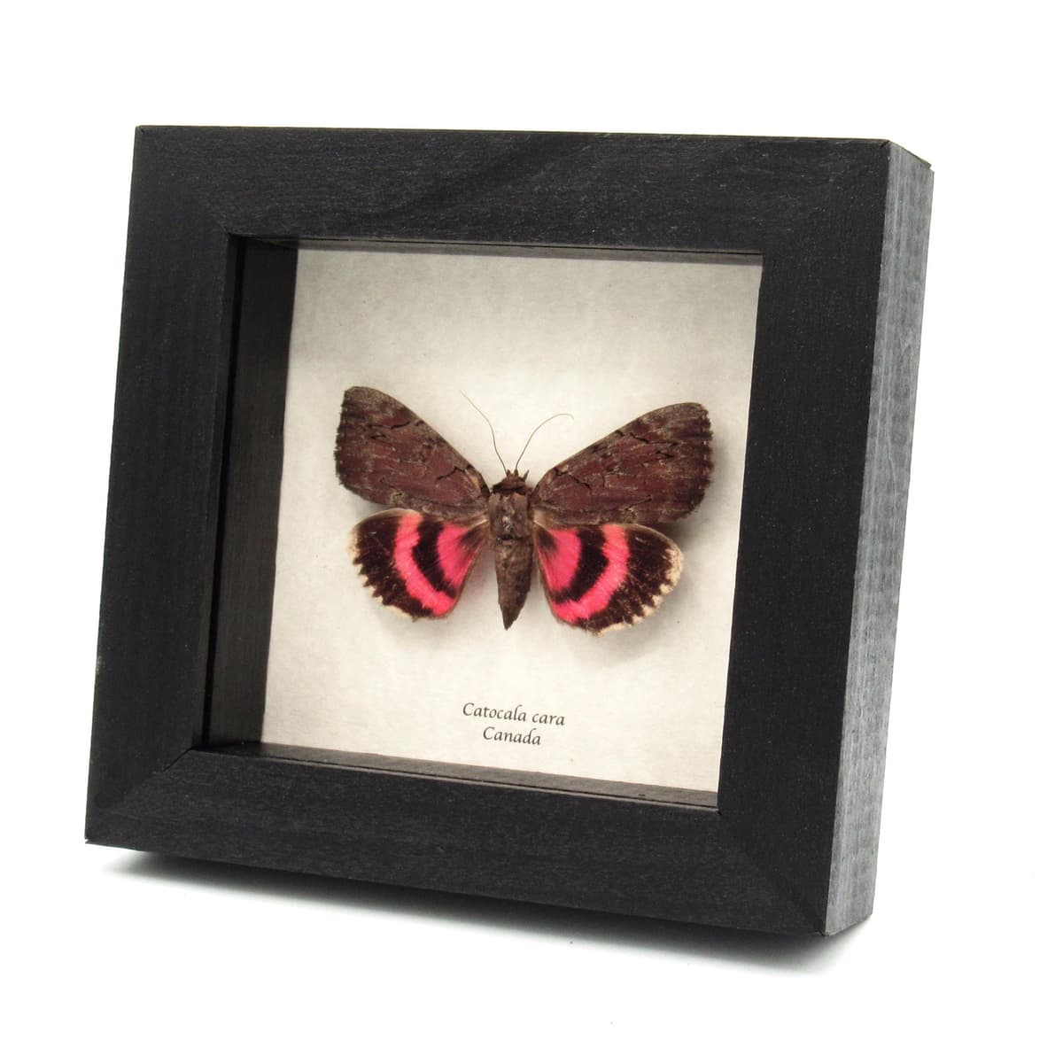 Real pink Underwing moth - Catocala cara