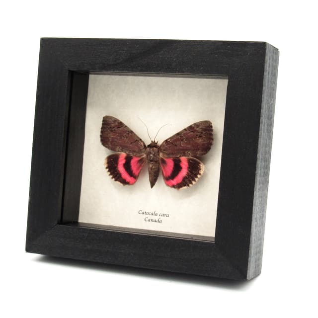 Real pink Underwing moth - Catocala cara