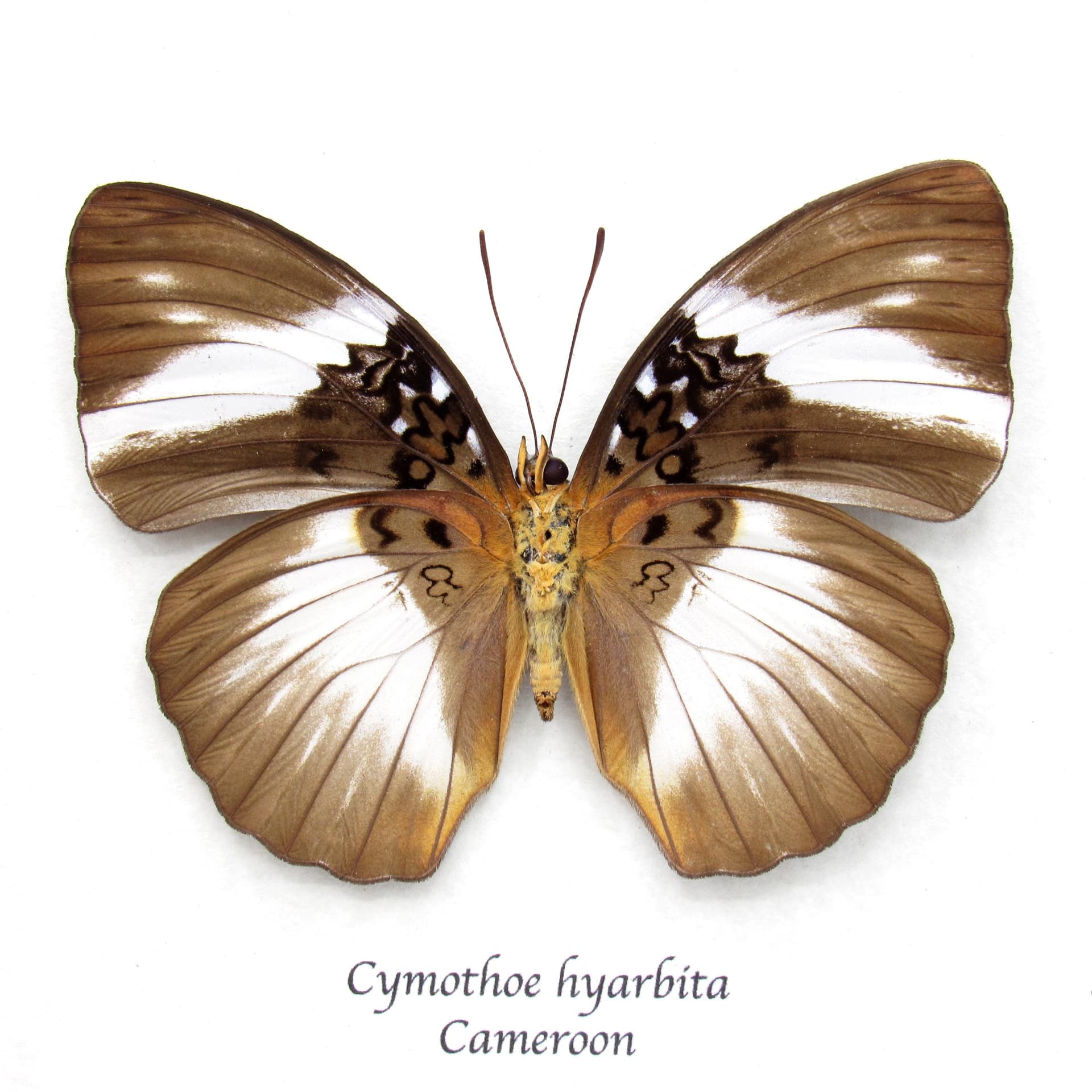 Real large African Glider butterfly framed - Cymothoe hyarbita - female