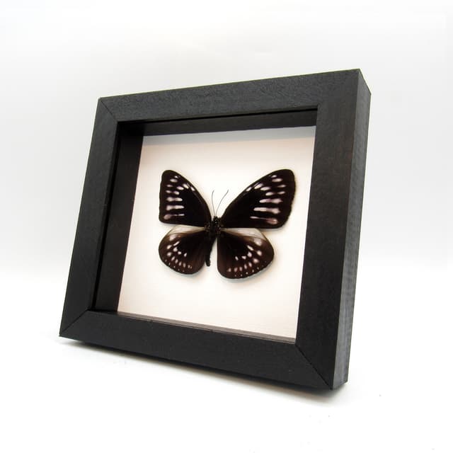 Real King Crow butterfly framed taxidermy - Euploea westwoodi bangkaiensis