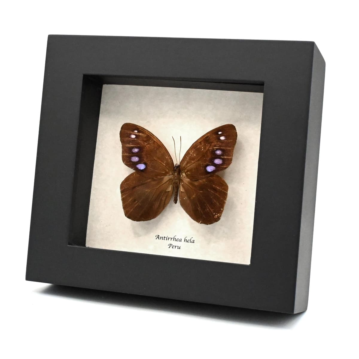 Rare purple Satyr butterfly framed taxidermy - Antirrhea hela - 2