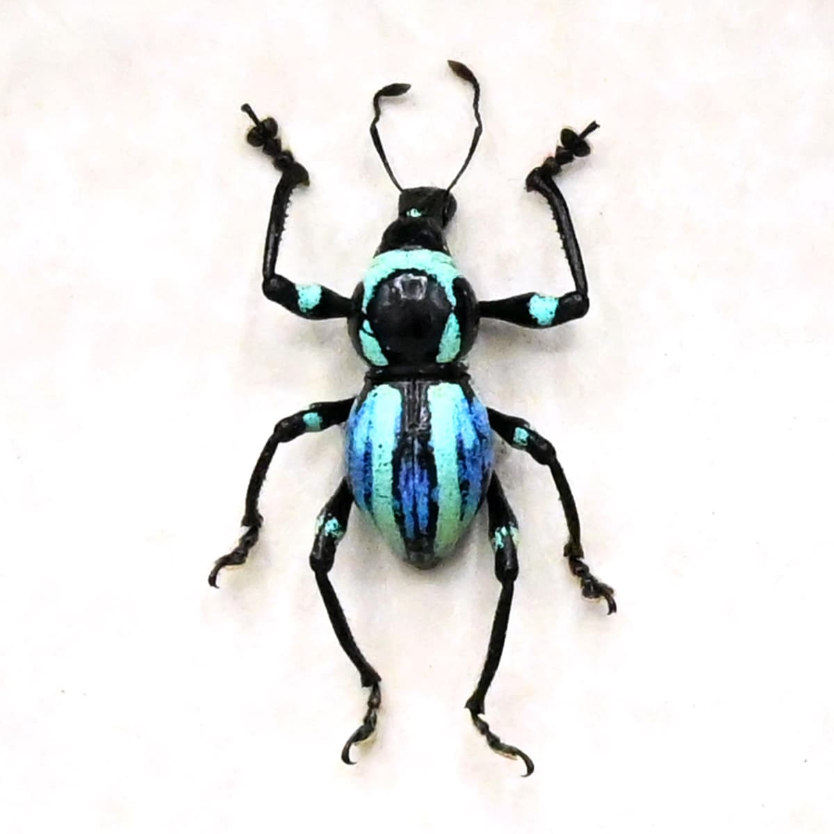 Rare weevil beetle framed specimen - Metapocyrtus species