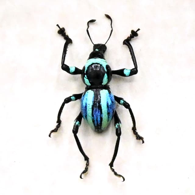 Rare weevil beetle framed specimen - Metapocyrtus species