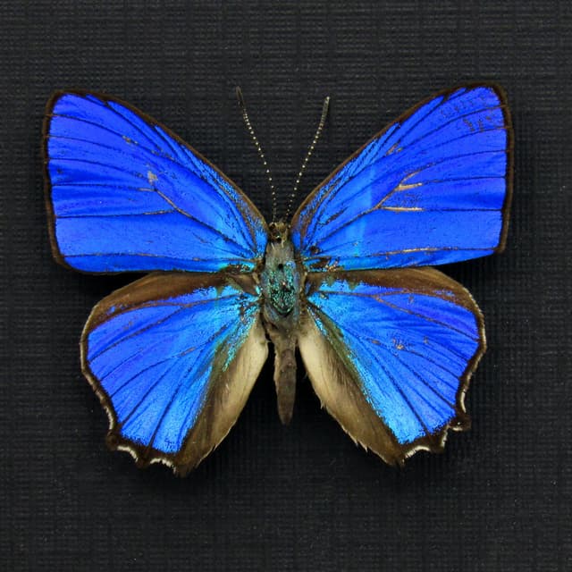 Real tiny iridescent blue butterfly framed taxidermy - Hypochrysops polycletus