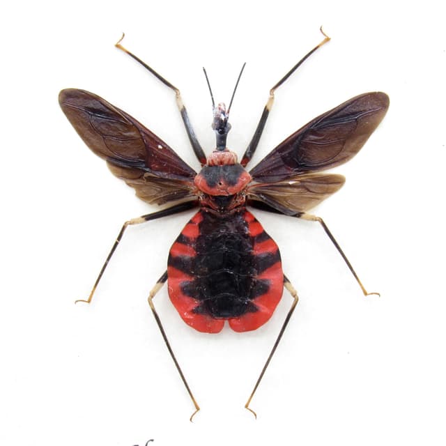 Real red Assassin bug framed taxidermy - Heteroptera species