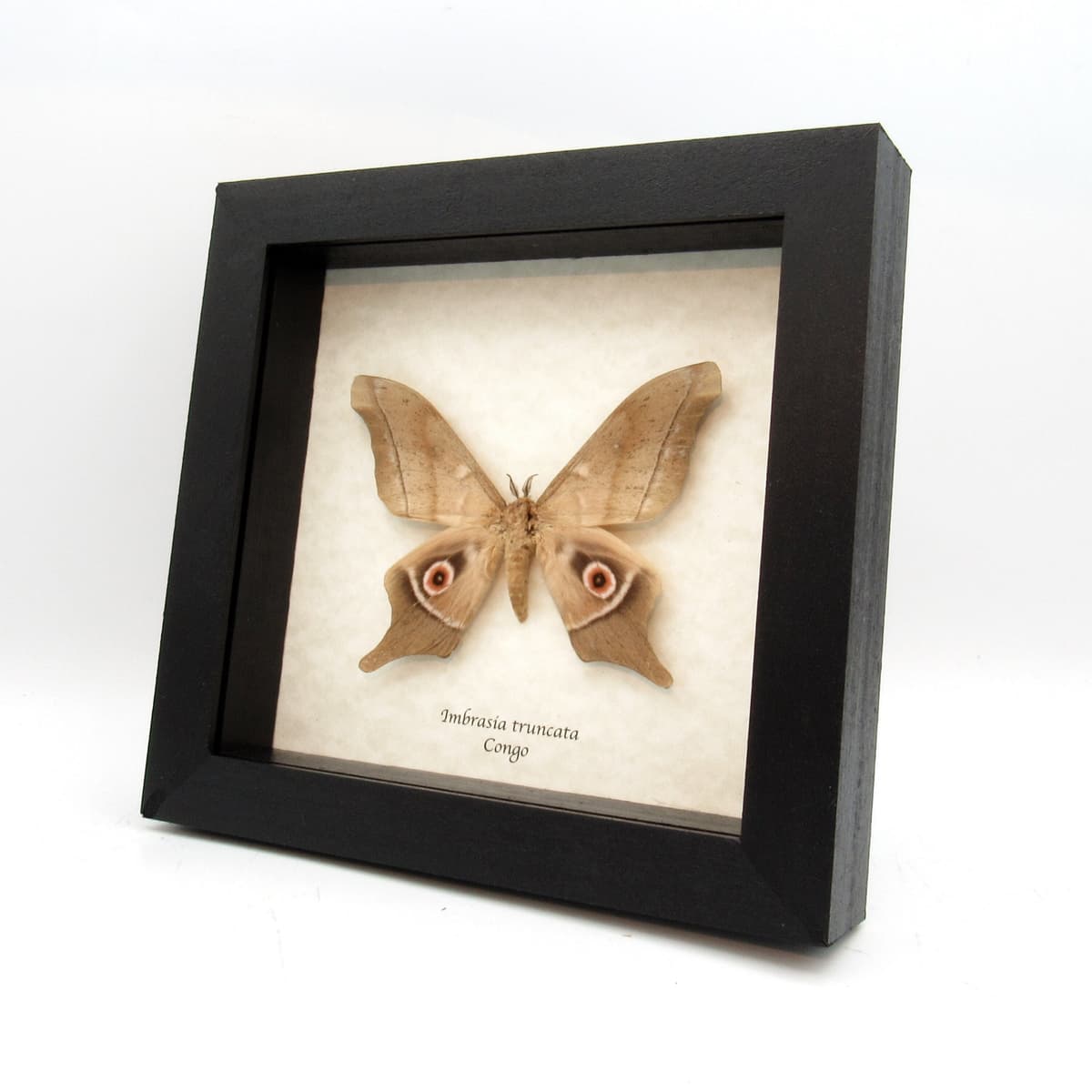 Real Saturn moth framed taxidermy - Imbrasia truncata