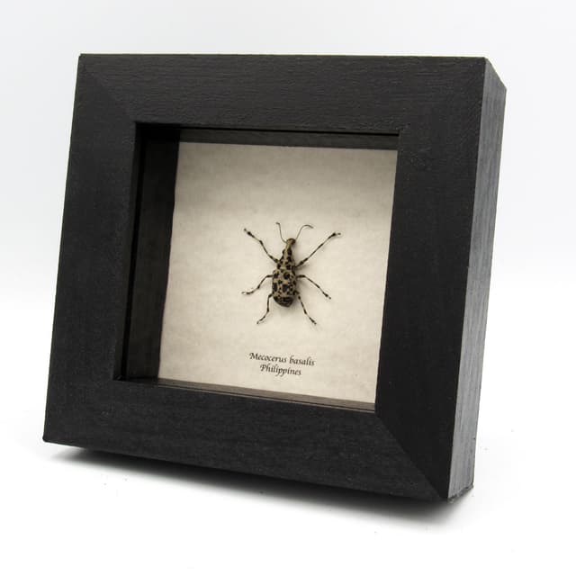 Real Fungus Weevil framed taxidermy - Mecocerus basalis - female