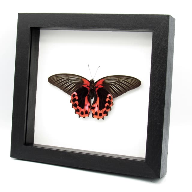 Large Scarlet Mormon red Swallowtail butterfly framed - Papilio rumanzovia - Victorian mount