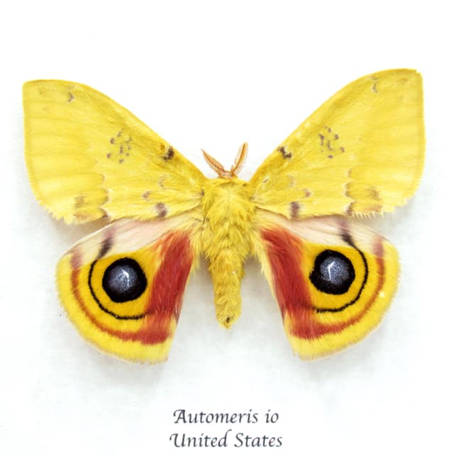 Real yellow Io moth framed taxidermy - Automeris io