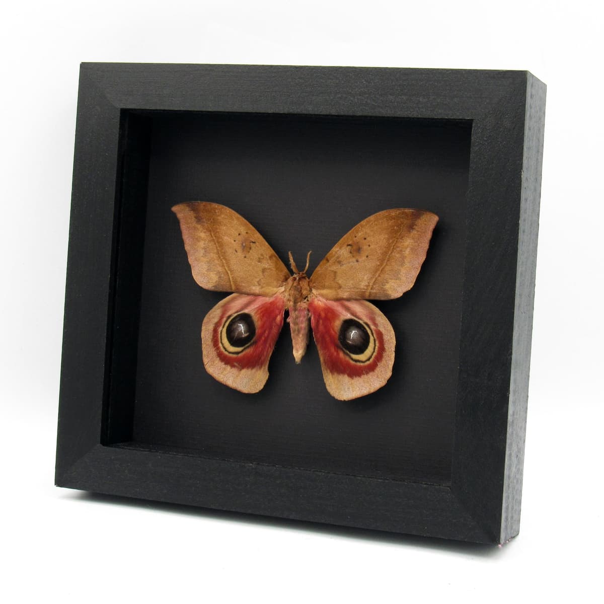 Real Giant Saturn moth framed - Automeris janus
