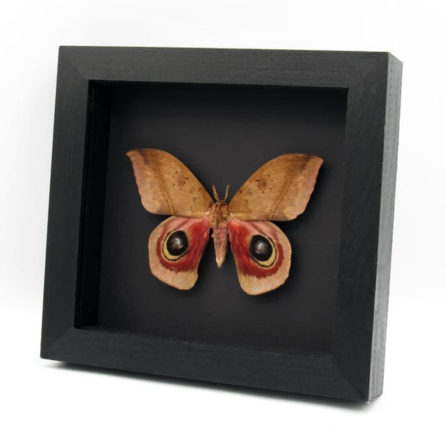 Real Giant Saturn moth framed - Automeris janus