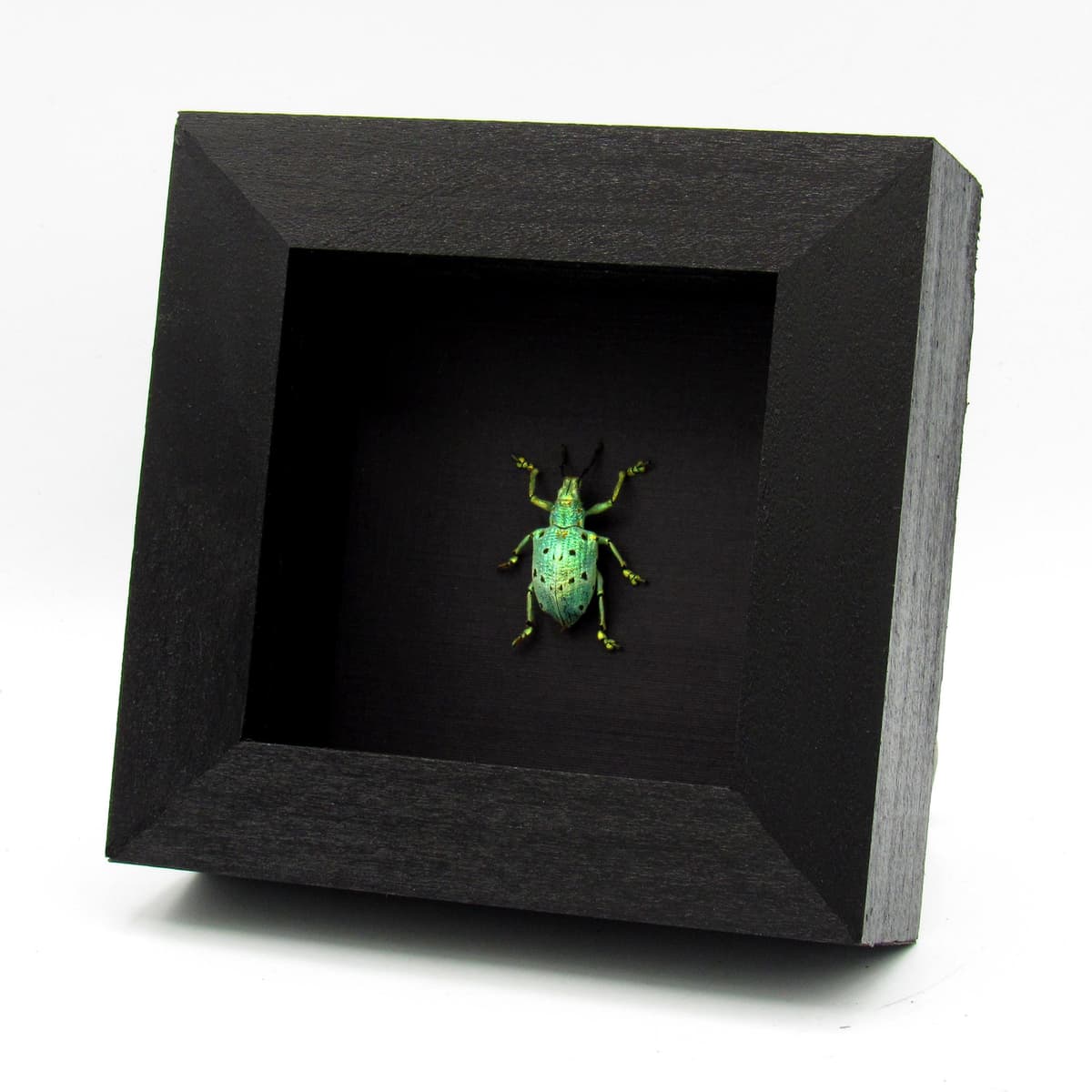 Rare glitter Weevil beetle framed taxidermy - Lamprocyphus germani