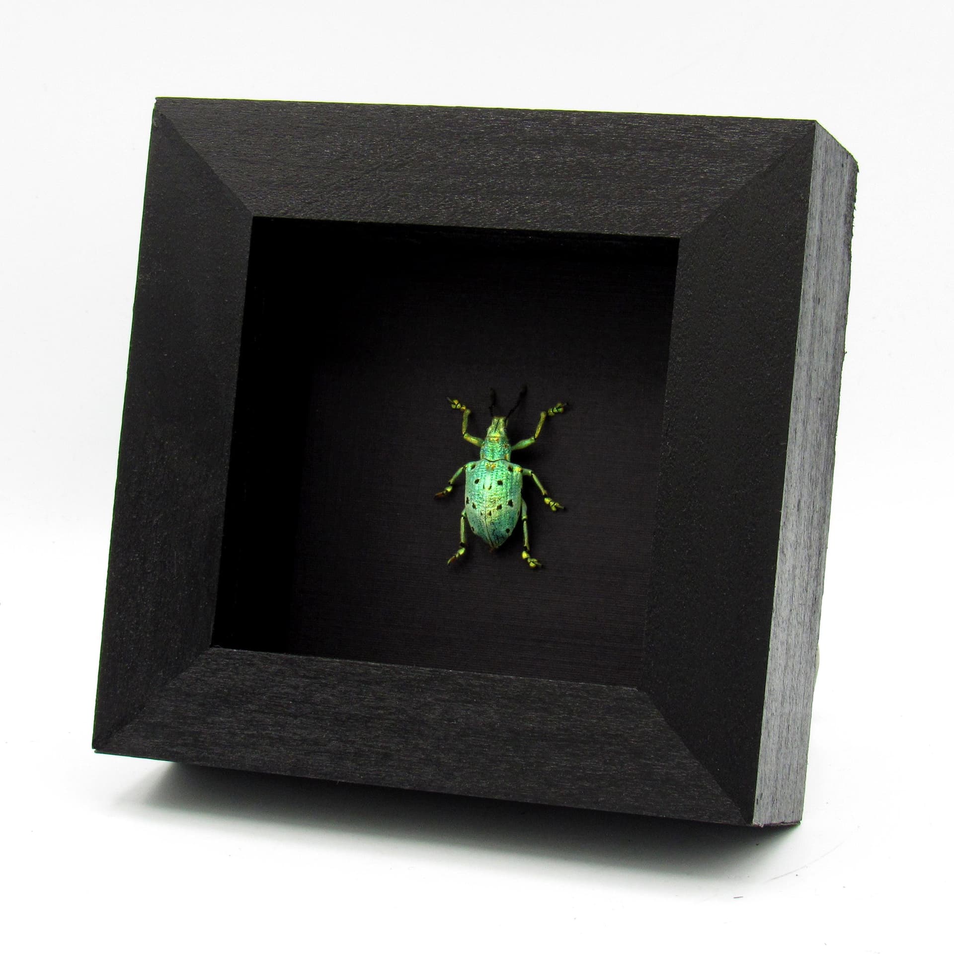 Rare glitter Weevil beetle framed taxidermy - Lamprocyphus germani