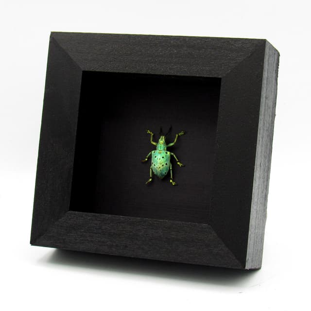 Rare glitter Weevil beetle framed taxidermy - Lamprocyphus germani