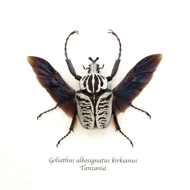 Real large flower beetle framed taxidermy - Goliathus albosignatus kirkianus
