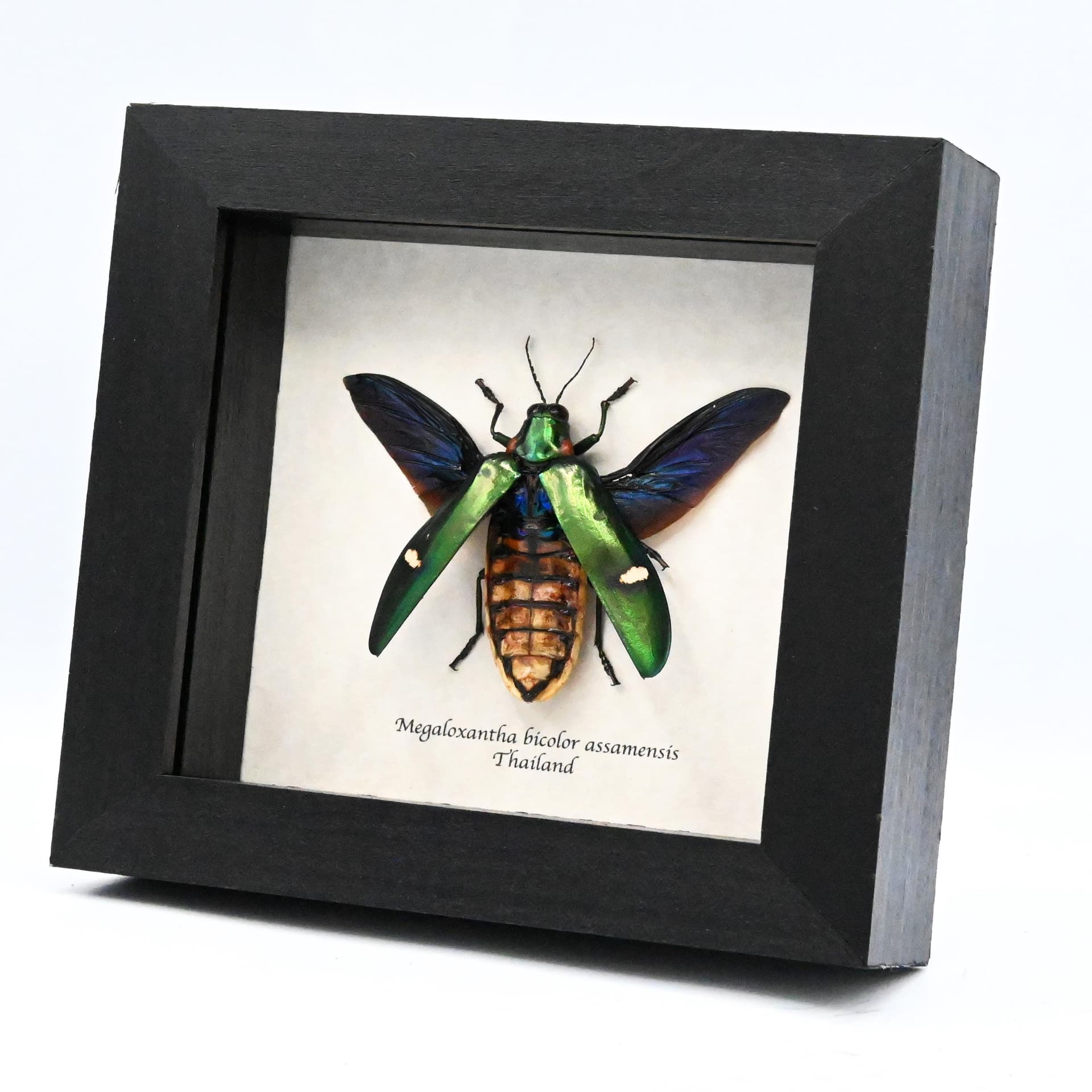 Real metallic green beetle framed taxidermy - Megaloxantha bicolor assamensis