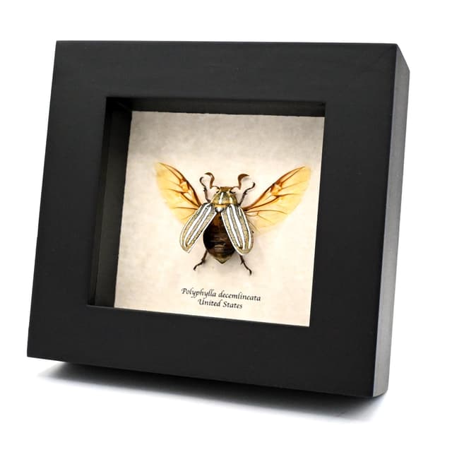 Real Ten-lined June Beetle framed taxidermy - Polyphylla decemlineata
