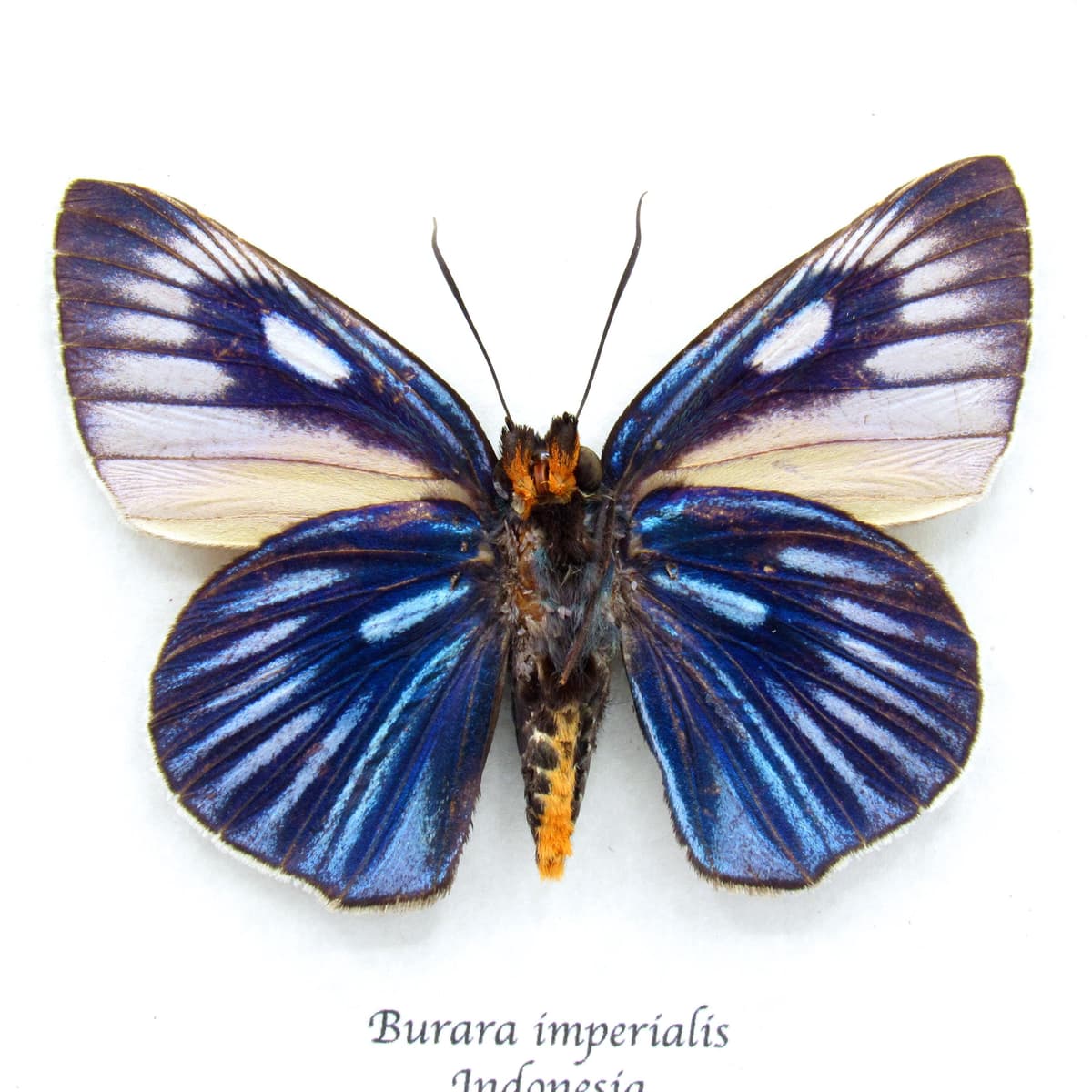 Rare Giant Blue Skipper butterfly framed taxidermy - Burara imperialis