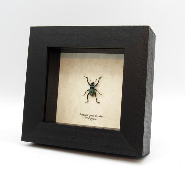 WEEVIL MANIA - Real green striped beetle framed taxidermy - Metapocyrtus hirakui