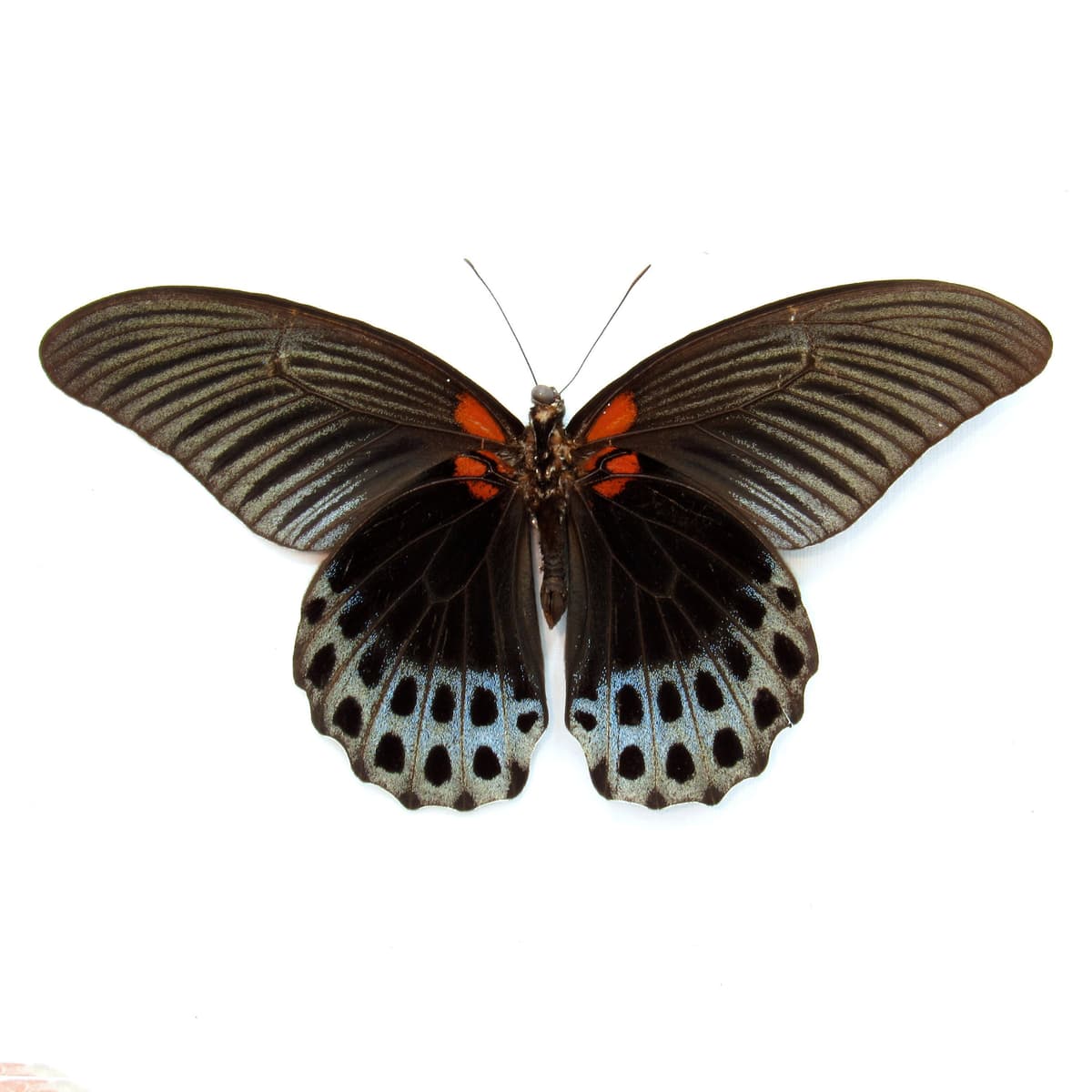Real black Great Mormon butterfly framed taxidermy - Papilio memnon christianae - Victorian mount