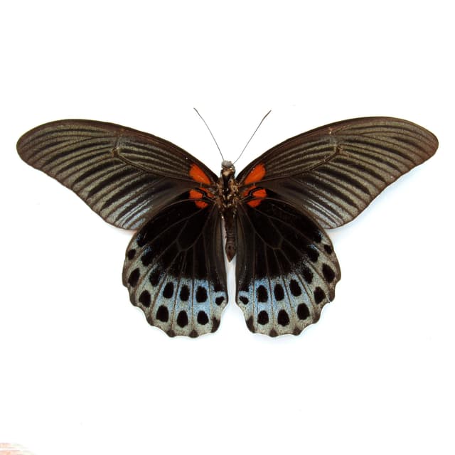 Real black Great Mormon butterfly framed taxidermy - Papilio memnon christianae - Victorian mount