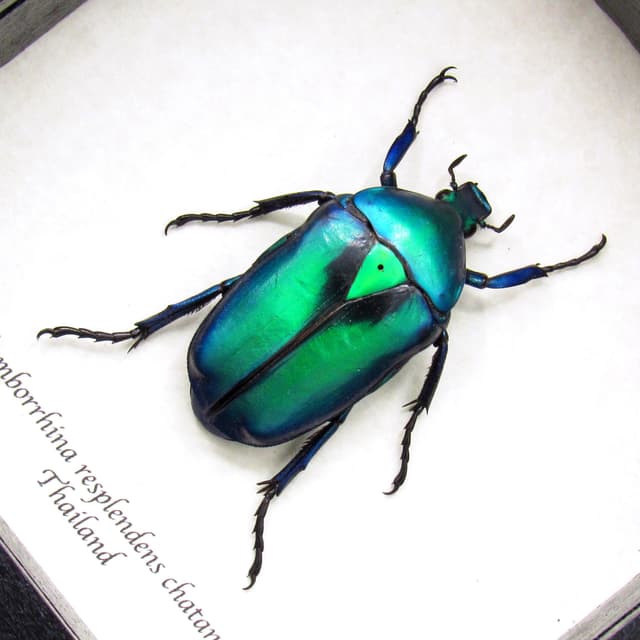 Blue-green metallic scarab beetle framed taxidermy - Rhomborrhina resplendens chatanayi