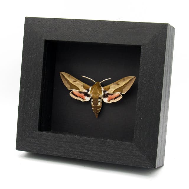 Real Spurge Hawk-moth framed taxidermy - Hyles euphorbiae