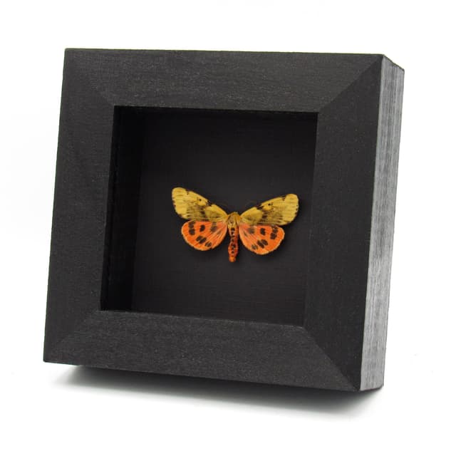Real Orange Tiger moth framed taxidermy - Rhyparioides nebulosa