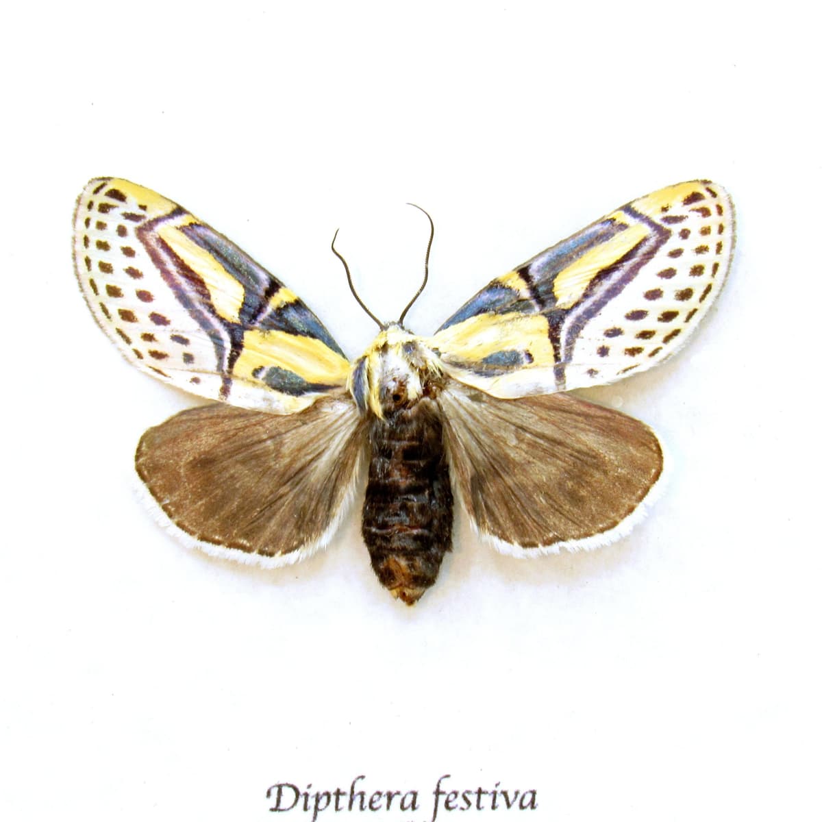 Real Hieroglyphic moth framed taxidermy - Dipthera festiva