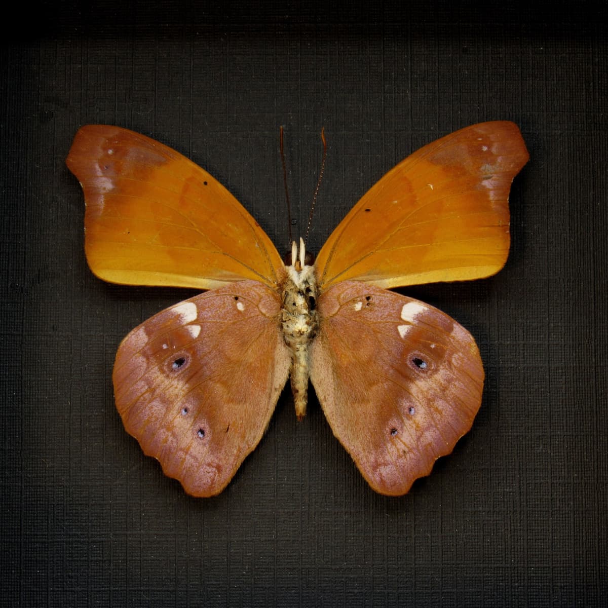 Real Orange Banner butterfly framed taxidermy - Temenis laothoe