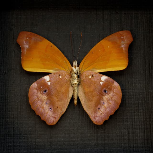 Real Orange Banner butterfly framed taxidermy - Temenis laothoe