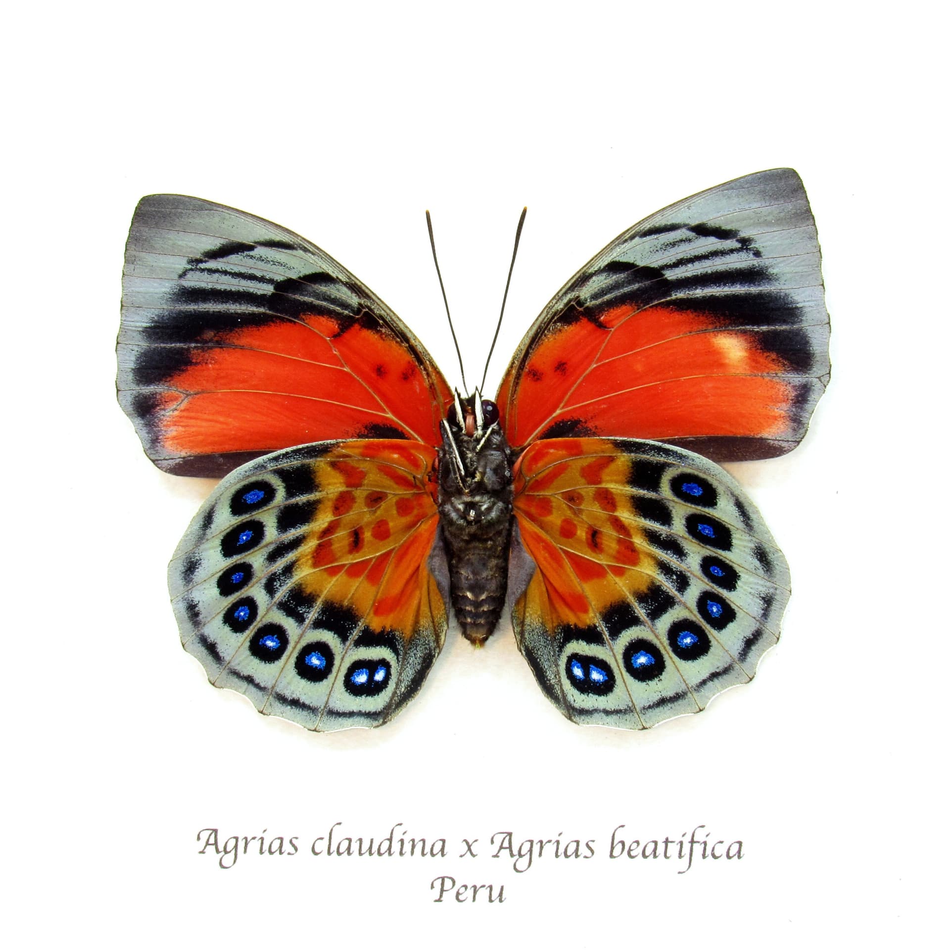 Stunning real hybrid Agrias butterfly framed taxidermy - Agrias claudina sardanapalus x Agrias beautifica